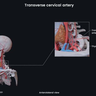 Transverse cervical artery image