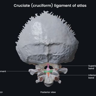 Cruciate (cruciform) ligament of atlas image