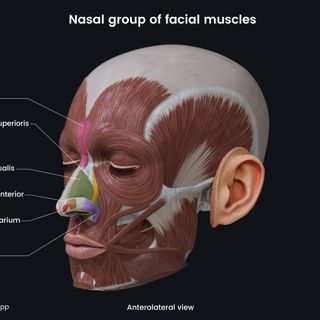 Nasal group of facial muscles (anterolateral view) image