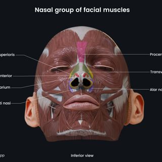 Nasal group of facial muscles (inferior view) image
