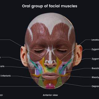 Oral group of facial muscles (anterior view) image