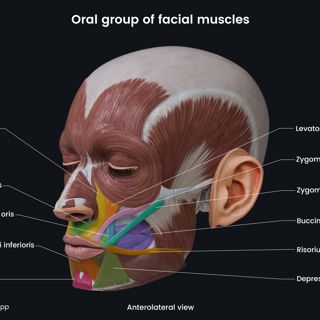 Oral group of facial muscles (anterolateral view) image