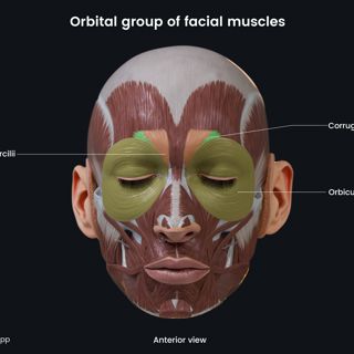 Orbital group of facial muscle (anterior view) image