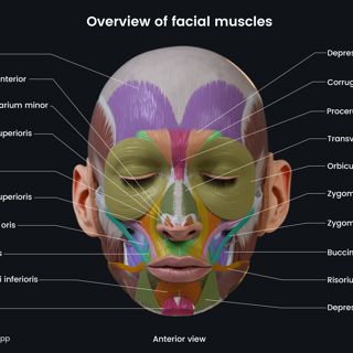 Overview of facial muscles (colored; anterior view) image