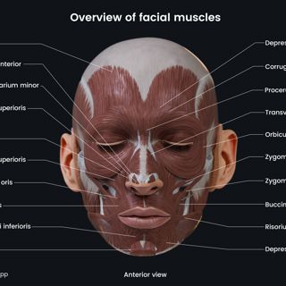 Overview of facial muscles (anterior view) image