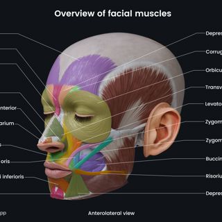 Overview of facial muscles (colored; anterolateral view) image