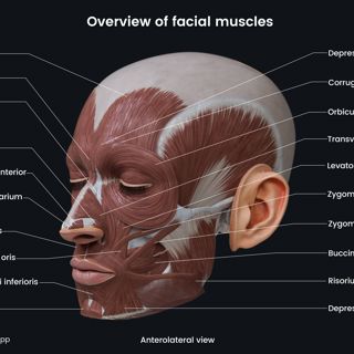 Overview of facial muscles (anterolateral view) image