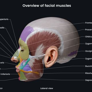 Overview of facial muscles (colored; lateral view) image