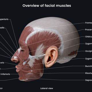 Overview of facial muscles (lateral view) image