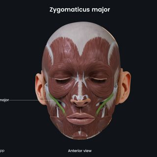 Zygomaticus major (anterior view) image