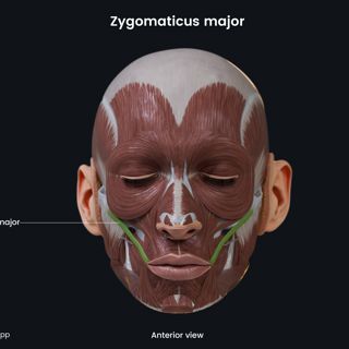 Zygomaticus major (anterior view) image