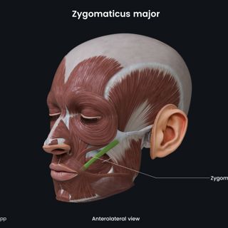 Zygomaticus major (anterolateral view) image