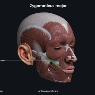 Zygomaticus major (anterolateral view) image