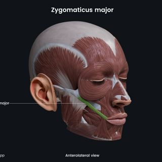 Zygomaticus major (anterolateral view) image