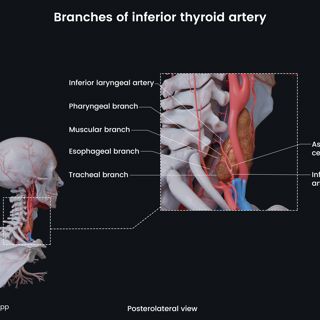 Branches of inferior thyroid artery image