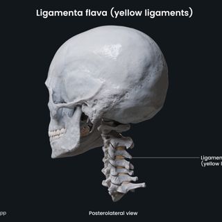Ligamenta flava (yellow ligaments) image