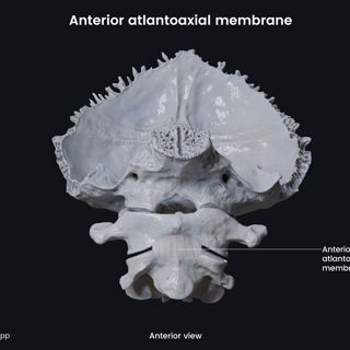 Anterior atlantoaxial membrane image