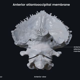 Anterior atlantooccipital membrane image