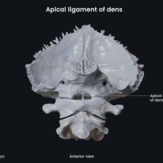 Apical ligament of dens (anterior view) image