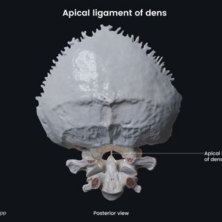Apical ligament of dens (posterior view) image