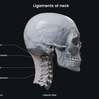 Ligaments of neck image