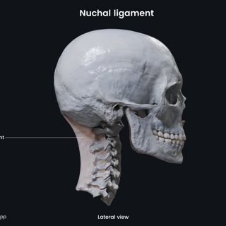 Nuchal ligament  image
