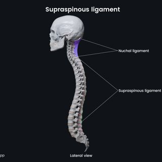 Supraspinous ligament image