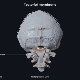 Tectorial membrane (posteroinferior view) image