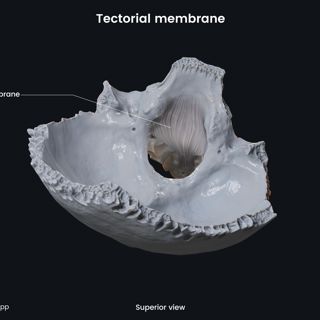 Tectorial membrane (superior view) image