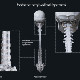 Posterior longitudinal ligament image