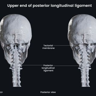 Upper end of posterior longitudinal ligament image