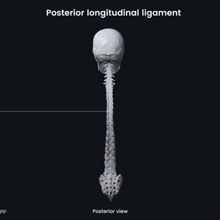 Posterior longitudinal ligament image