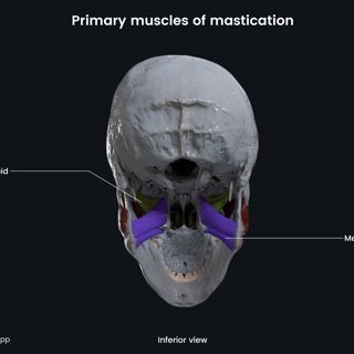 Primary muscles of mastication (pterygoids) image