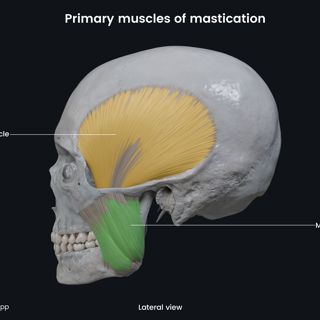 Primary muscles of mastication (temporalis and masseter) image