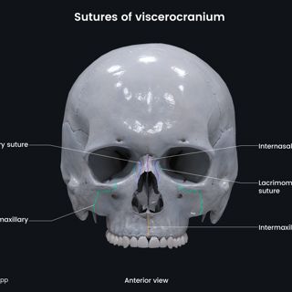 Sutures of viscerocranium (anterior view) image