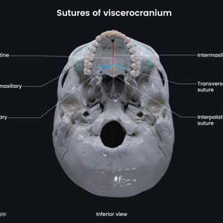 Sutures of viscerocranium (inferior view) image
