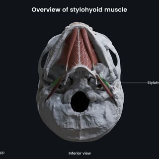 Stylohyoid (inferior view) image