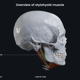 Stylohyoid (lateral view) image