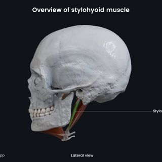 Stylohyoid (lateral view) image