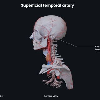 Superficial temporal artery image