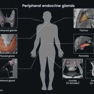 Peripheral endocrine glands image