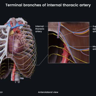 Terminal branches of internal thoracic artery image
