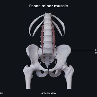 Psoas minor muscle image