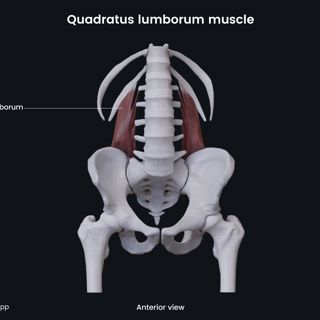 Quadratus lumborum muscle (anterior view) image