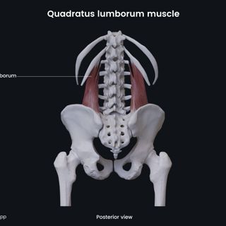Quadratus lumborum muscle (posterior view) image
