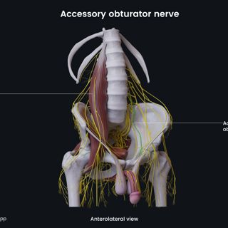 Accessory obturator nerve (male pelvis) image