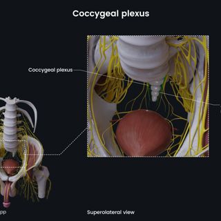 Coccygeal plexus (male pelvis) image