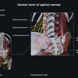 Dorsal rami of spinal nerves (male pelvis) image