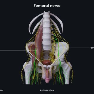 Femoral nerve (male pelvis) image