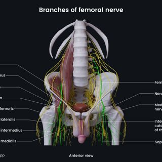 Branches of femoral nerve (male pelvis) image
